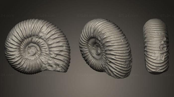 Stones and shells (Nautilus, ROCKS_0013) 3D models for cnc